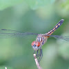 Blue Dasher       female