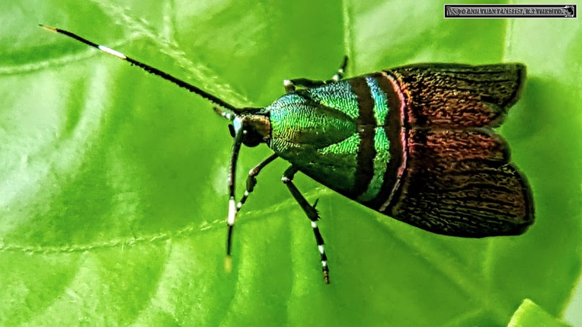 Green-striped Moth 綠紋閃舞蛾