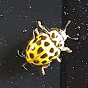 22 spot Ladybird