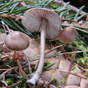 Mycena strobilicola