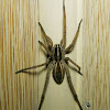 Rabid Wolf Spider