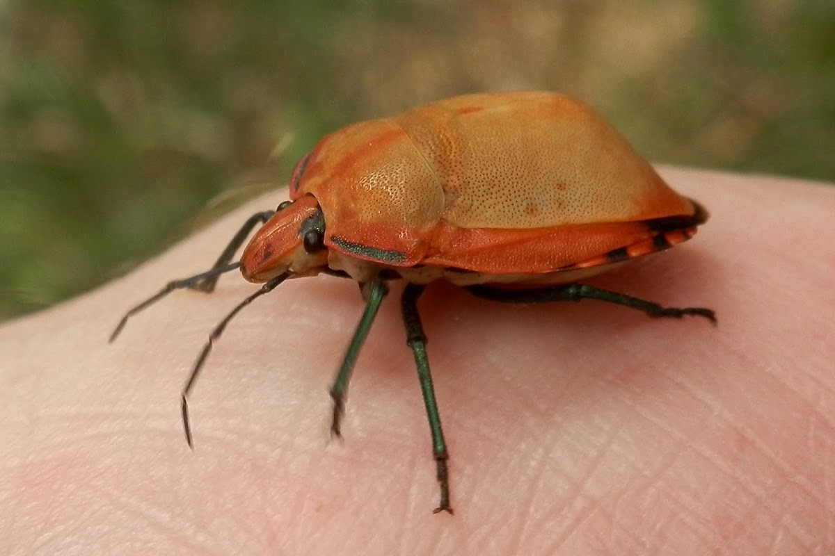 Cotton Harlequin Bug