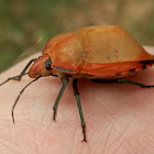 Cotton Harlequin Bug