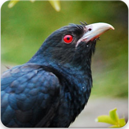 About Asian Koel Bird Sounds Asian Koel Song Google Play