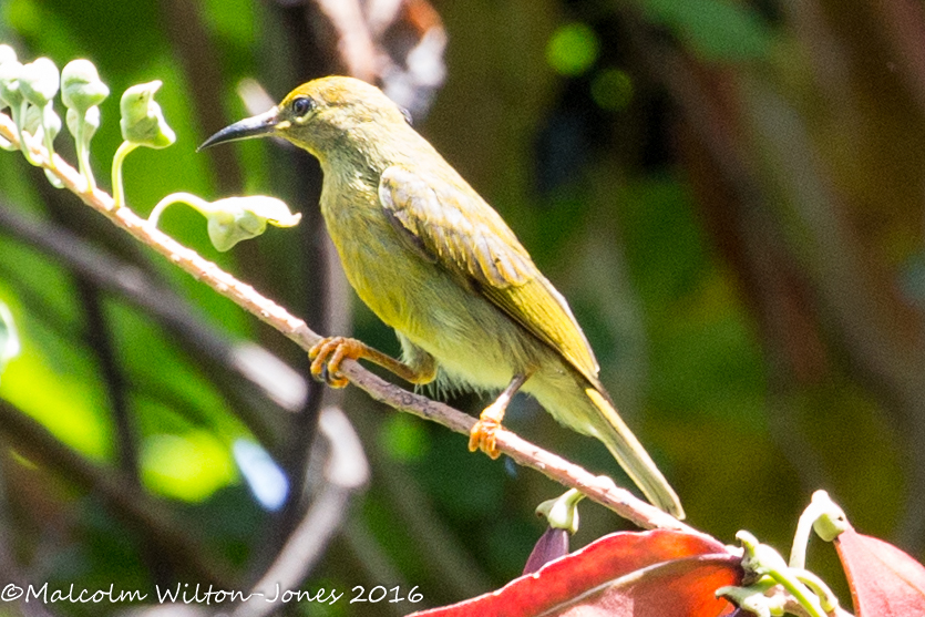 Brown-throated Sunbird