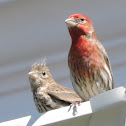 House Finch