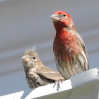 House Finch