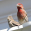 House Finch