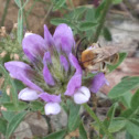 Longhorn Bee