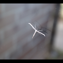 Plume Moth