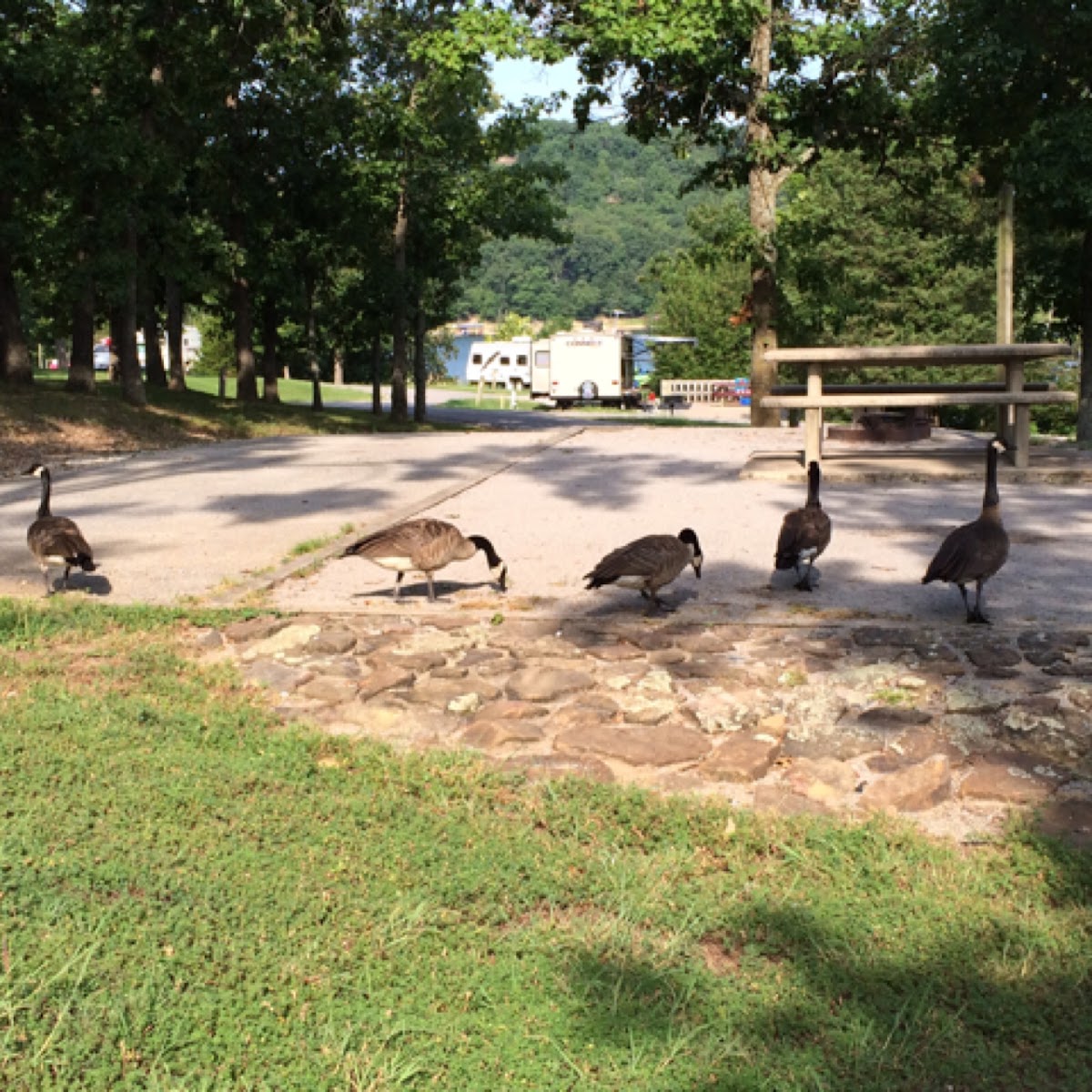 Canadian goose