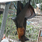 Flying Fox