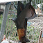 Flying Fox