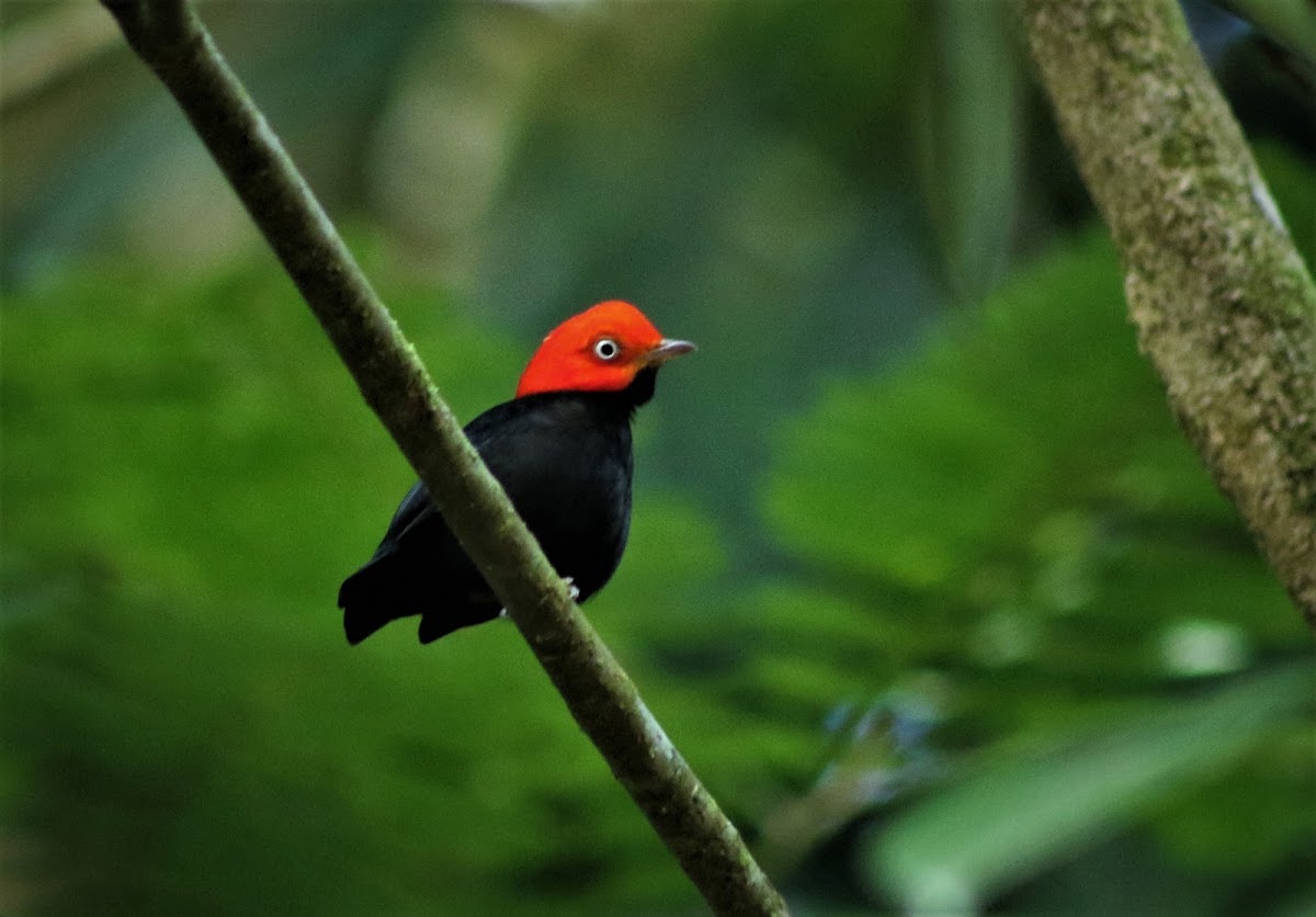 Red-capped Manakin