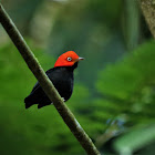 Red-capped Manakin