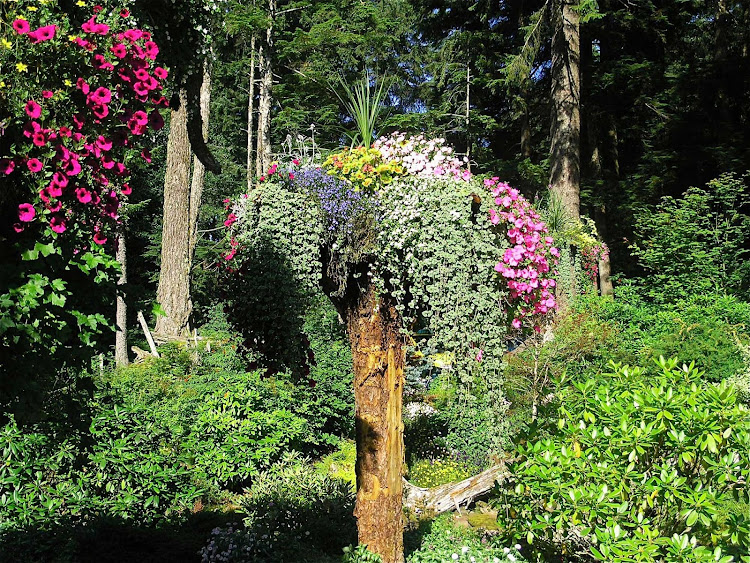 Glacier Gardens Rainforest Adventures, a botanical garden in Juneau, Alaska. 