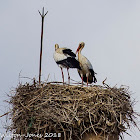 White Stork