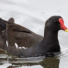 Moorhen