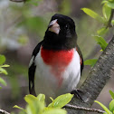 Rose-breasted Grosbeak