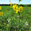 Compass Plant