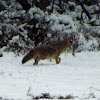 Coyote