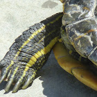 Red eared slider