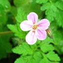 Herb Robert aka Stinky Bob