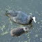 Eurasian coot