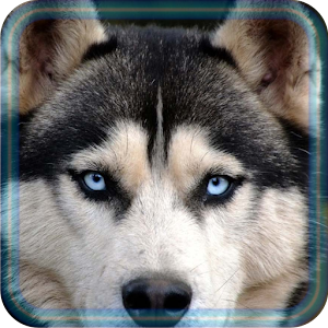 Download Husky Dogs For PC Windows and Mac