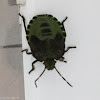 Green Shield Bug