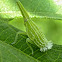 Dictyopharid Planthopper