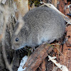 Meadow Vole