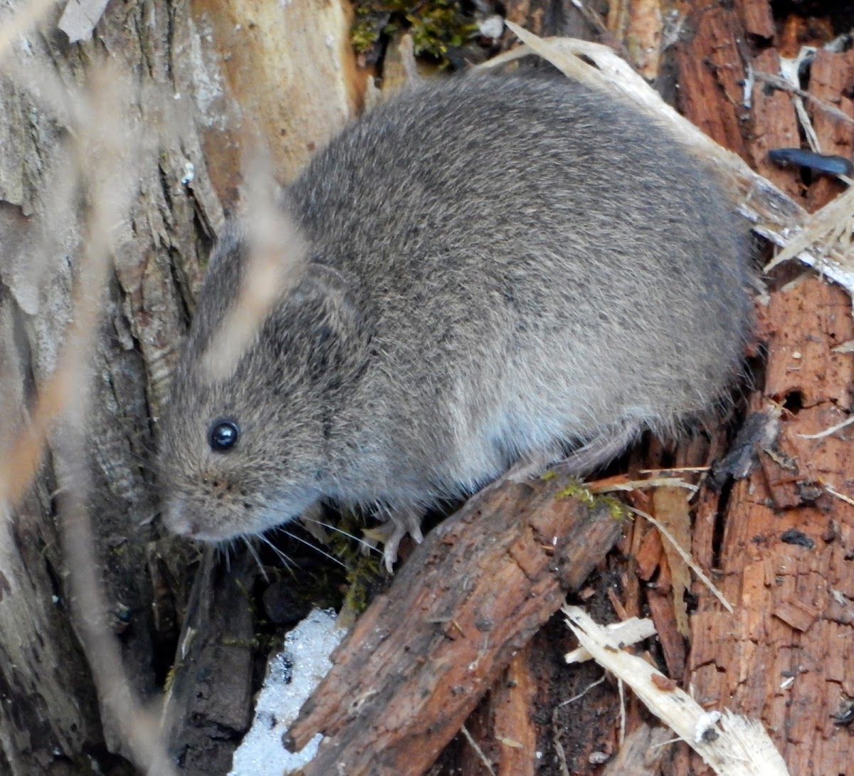 Meadow Vole