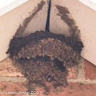 House Martin nest