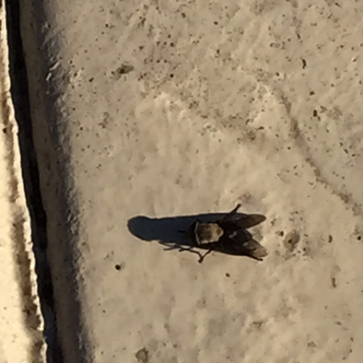 Western Horsefly