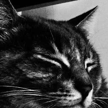 猫の世界