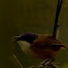 Purple-crowned fairywren