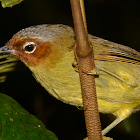 Chestnut-faced Babbler