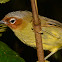 Chestnut-faced Babbler