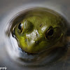 American Bullfrog