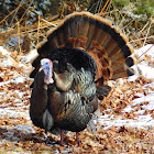 Wild Turkey