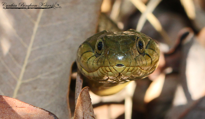 Two-striped Gartersnake