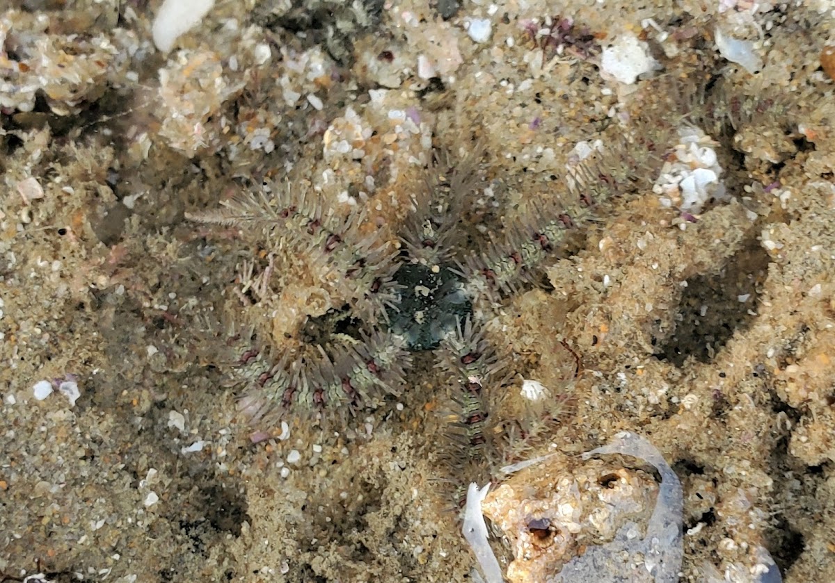 Banded Brittle Star