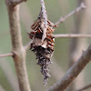 Bagworm