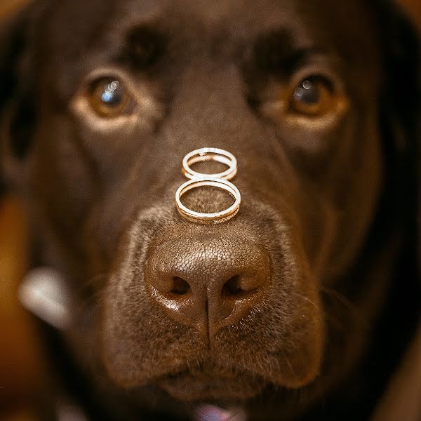 Fotógrafo de casamento Irina Mischenko (irinamischenco). Foto de 21 de julho 2014