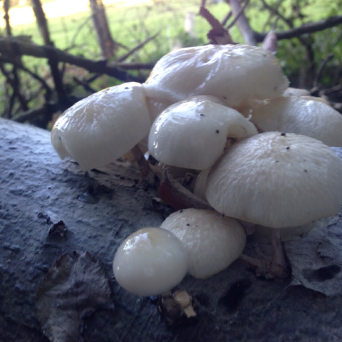 Porcelain fungus