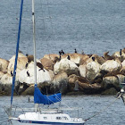 California Sea Lions