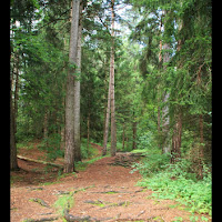 TRA GLI ALBERI di 