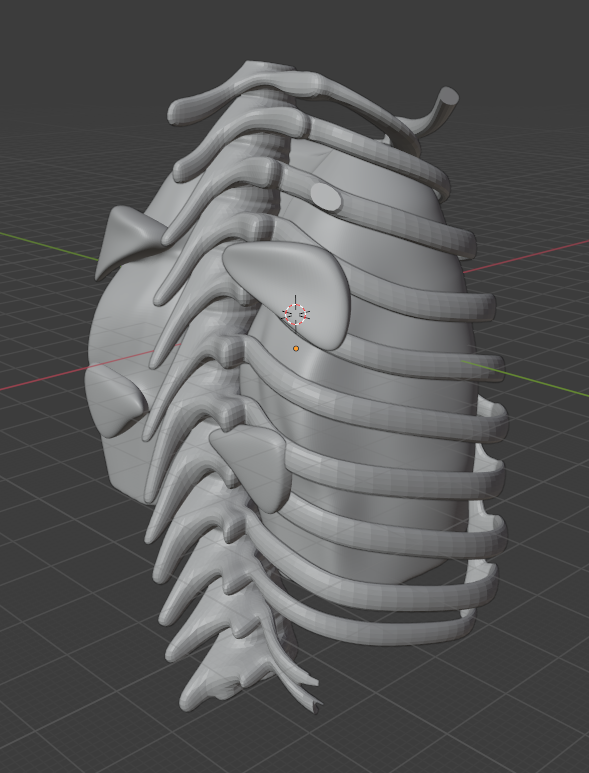 3D model of lungs created in Blender software.