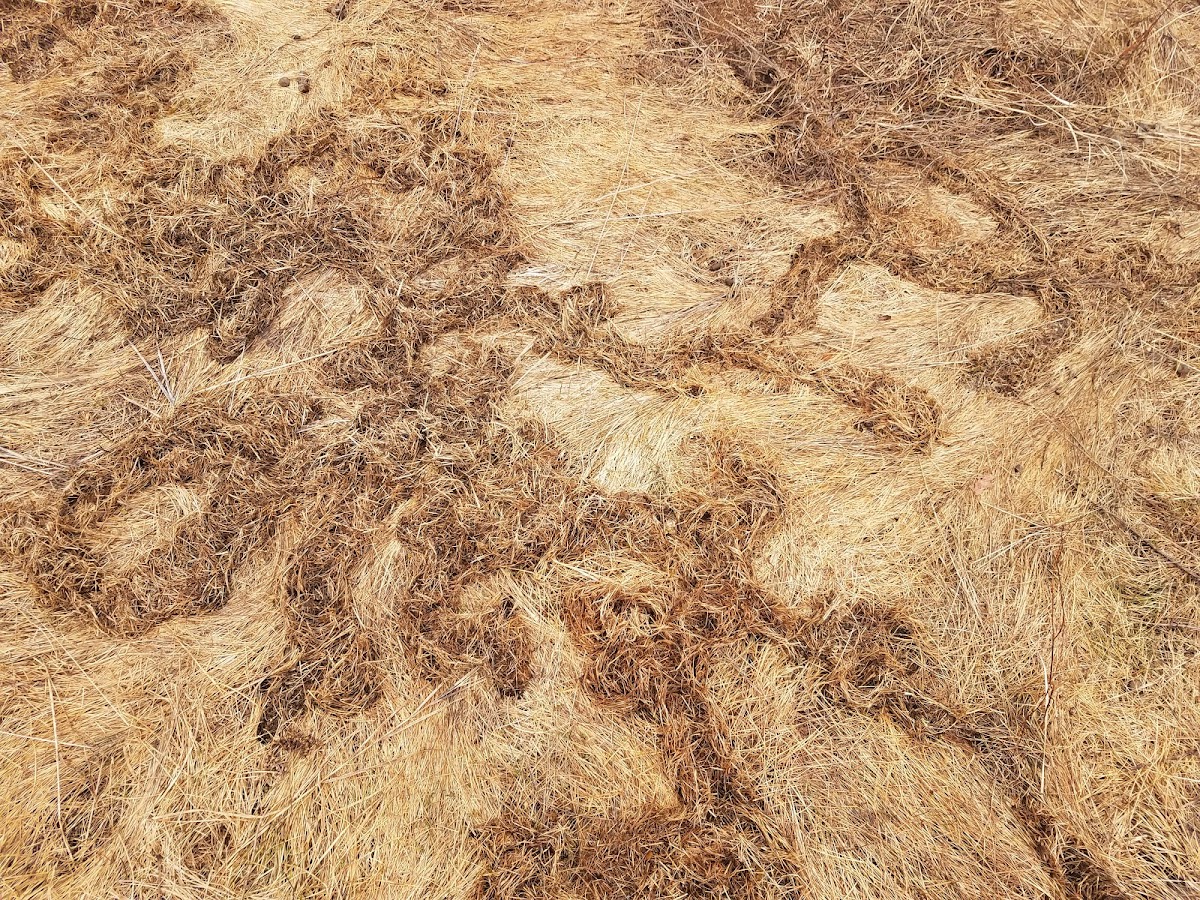 Northern pocket gopher tunnels